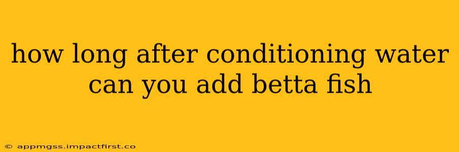 how long after conditioning water can you add betta fish