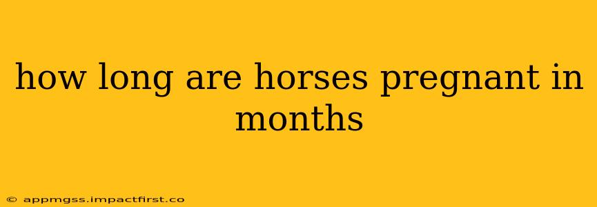 how long are horses pregnant in months
