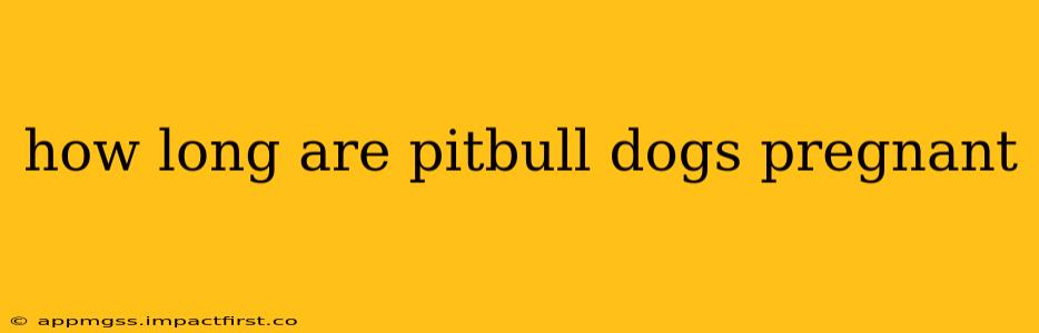 how long are pitbull dogs pregnant