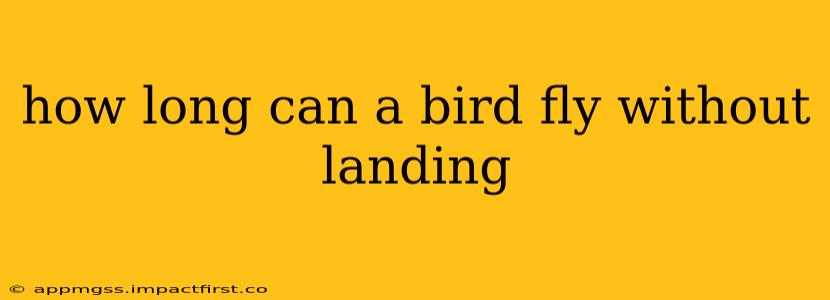 how long can a bird fly without landing
