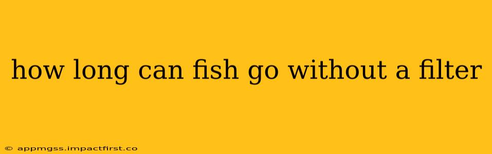 how long can fish go without a filter