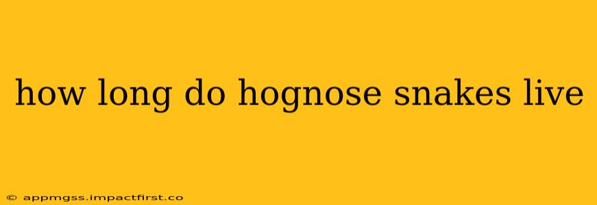 how long do hognose snakes live
