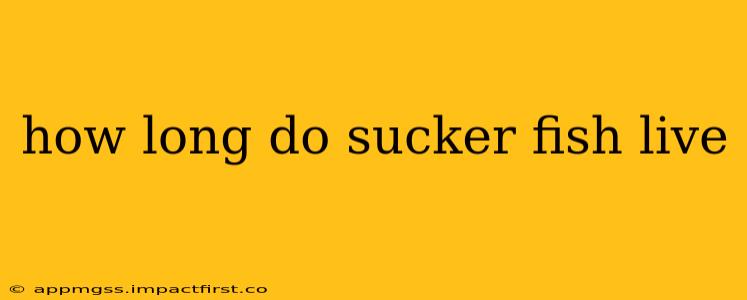 how long do sucker fish live