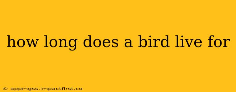 how long does a bird live for