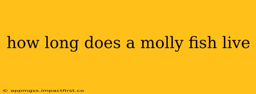 how long does a molly fish live