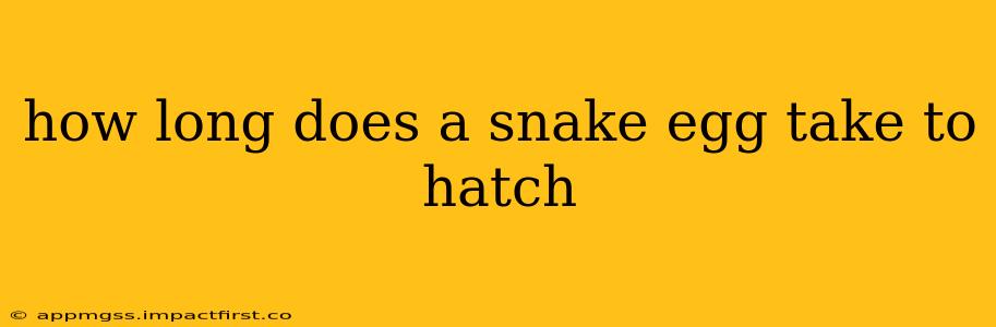 how long does a snake egg take to hatch