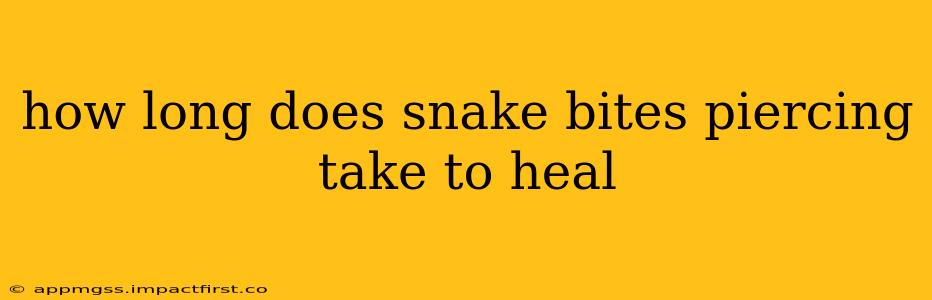how long does snake bites piercing take to heal