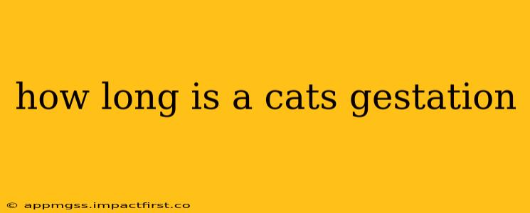 how long is a cats gestation