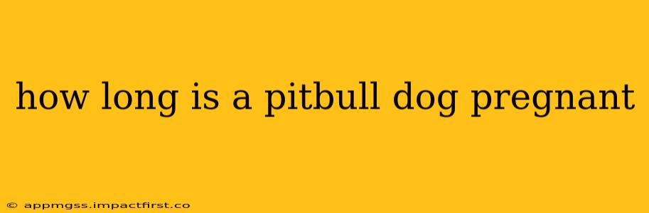 how long is a pitbull dog pregnant