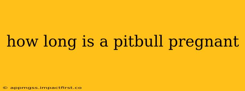 how long is a pitbull pregnant