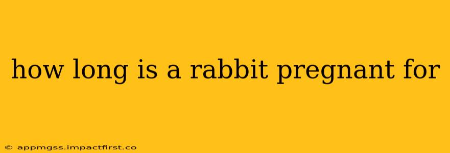 how long is a rabbit pregnant for