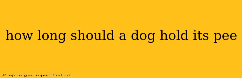 how long should a dog hold its pee