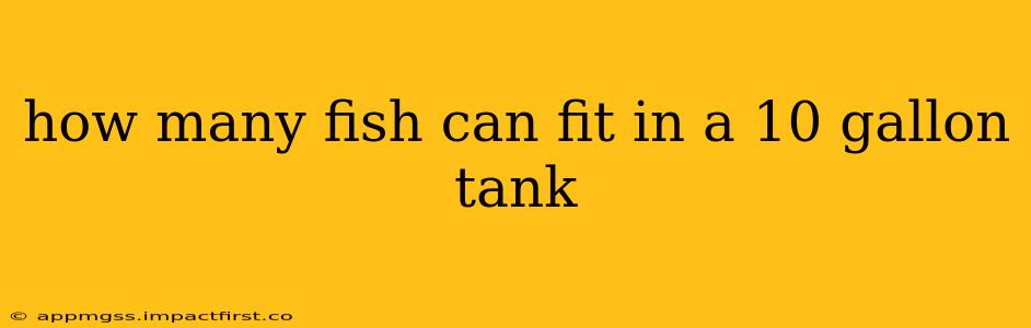 how many fish can fit in a 10 gallon tank
