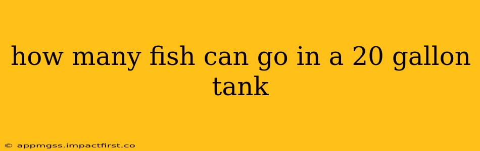 how many fish can go in a 20 gallon tank