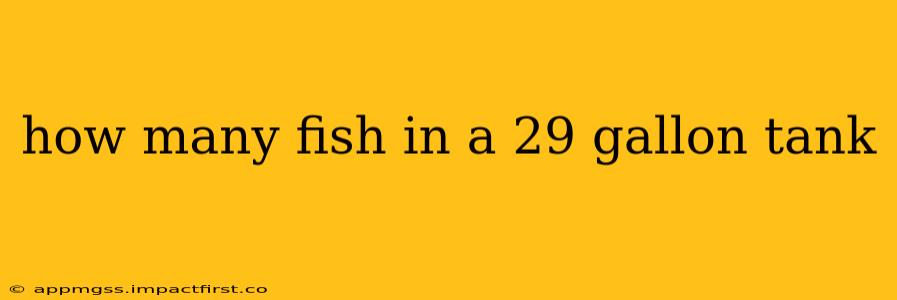 how many fish in a 29 gallon tank