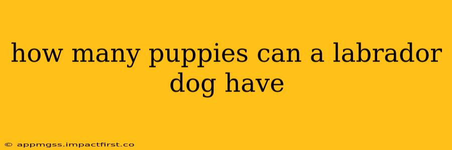 how many puppies can a labrador dog have