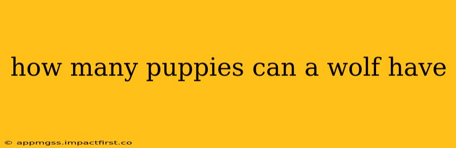 how many puppies can a wolf have