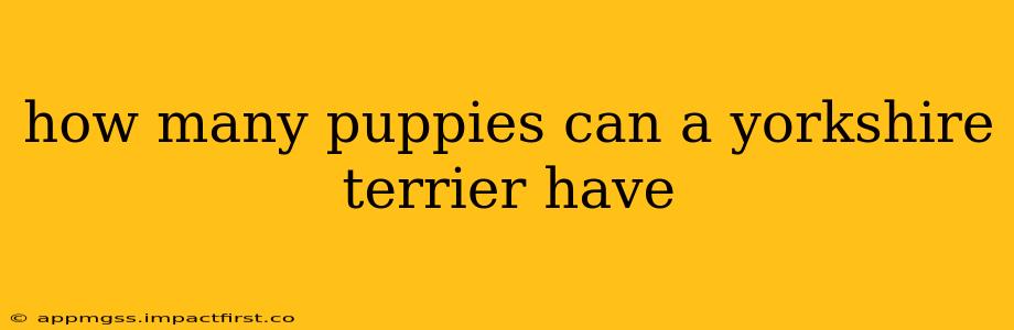 how many puppies can a yorkshire terrier have