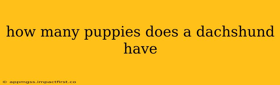 how many puppies does a dachshund have