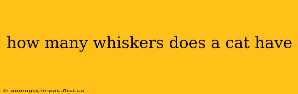 how many whiskers does a cat have