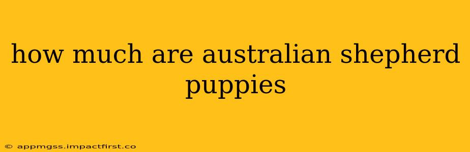 how much are australian shepherd puppies