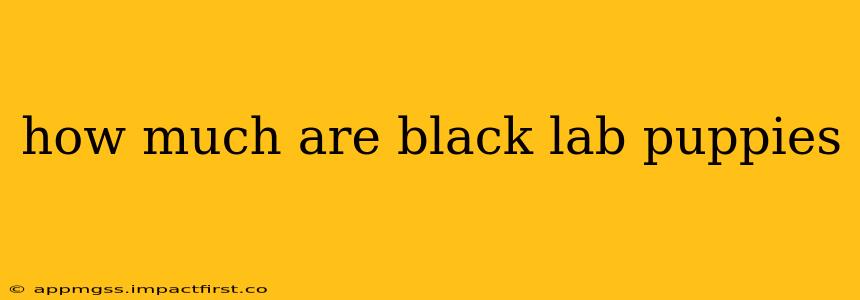 how much are black lab puppies