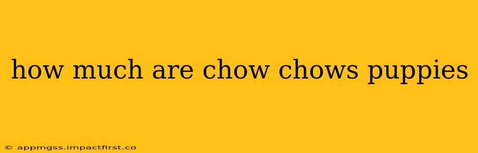 how much are chow chows puppies