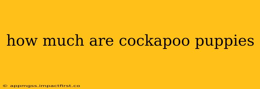how much are cockapoo puppies