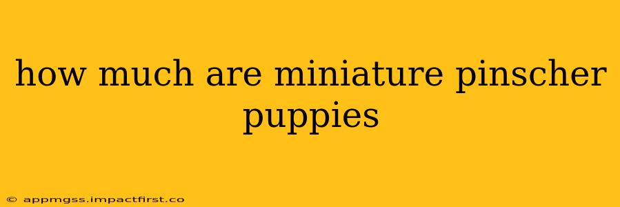 how much are miniature pinscher puppies