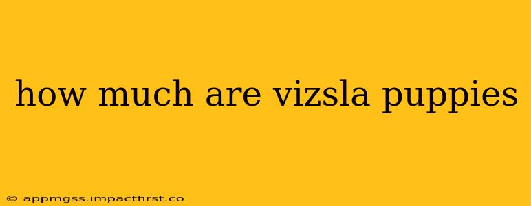 how much are vizsla puppies