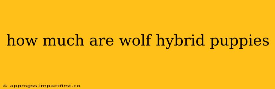 how much are wolf hybrid puppies
