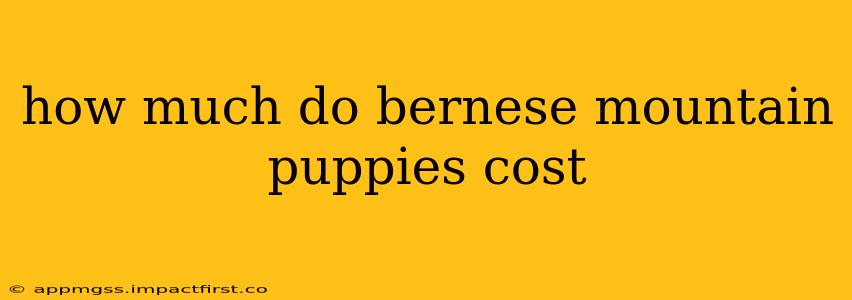 how much do bernese mountain puppies cost