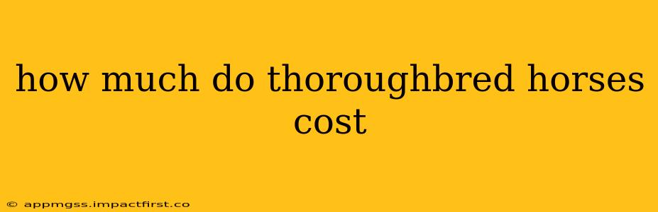 how much do thoroughbred horses cost