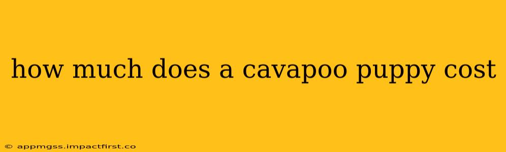 how much does a cavapoo puppy cost