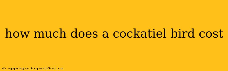 how much does a cockatiel bird cost