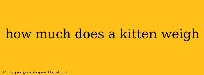 how much does a kitten weigh