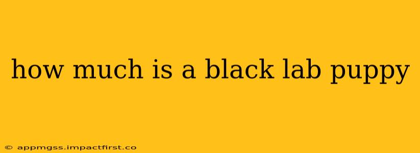 how much is a black lab puppy