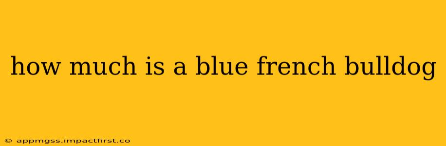 how much is a blue french bulldog