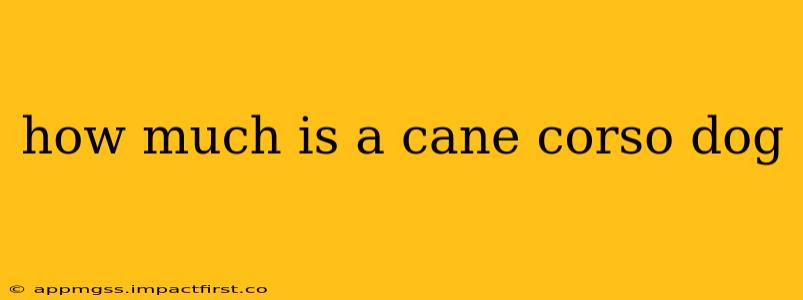 how much is a cane corso dog