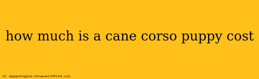 how much is a cane corso puppy cost