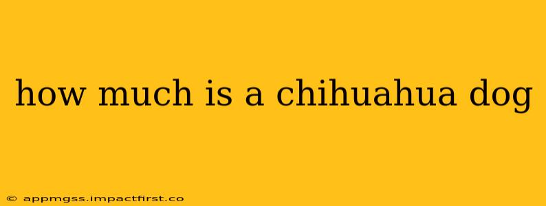 how much is a chihuahua dog
