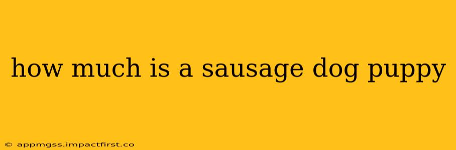 how much is a sausage dog puppy