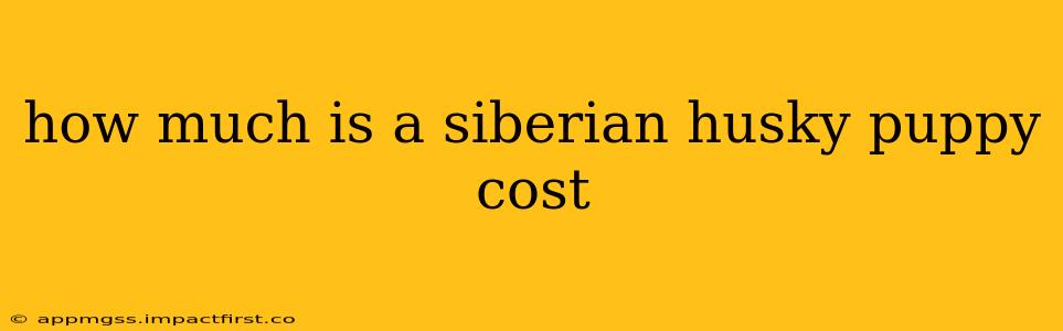 how much is a siberian husky puppy cost