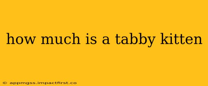 how much is a tabby kitten