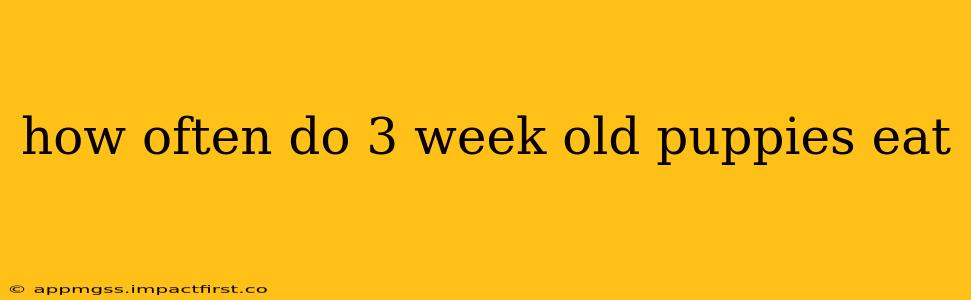how often do 3 week old puppies eat