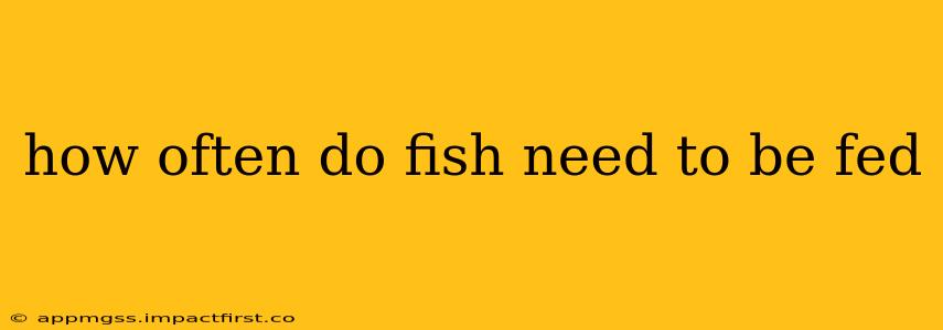 how often do fish need to be fed