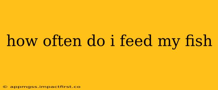 how often do i feed my fish