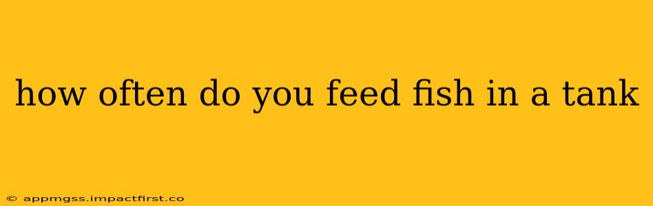 how often do you feed fish in a tank