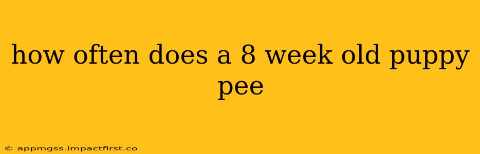 how often does a 8 week old puppy pee