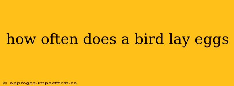 how often does a bird lay eggs